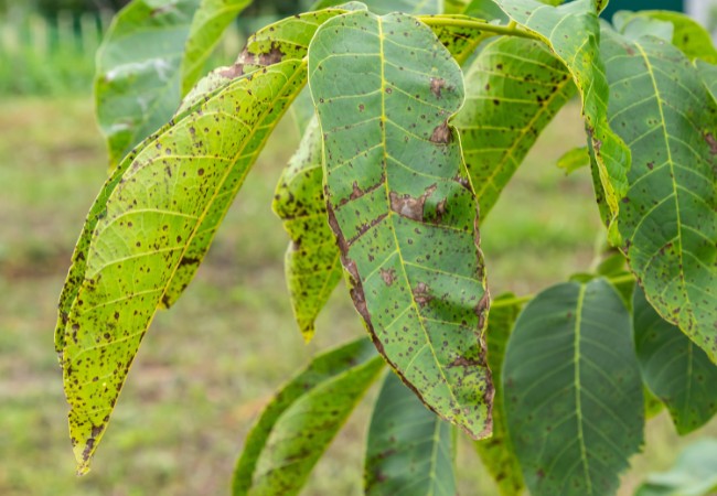 Leaves with the spotting that is common in anthracnose infections on a tree in Easton, MA.