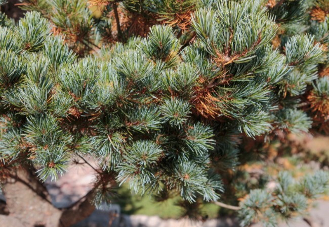 The needles of a pine tree showing the signs of white pine needlecast in Mansfield, MA.