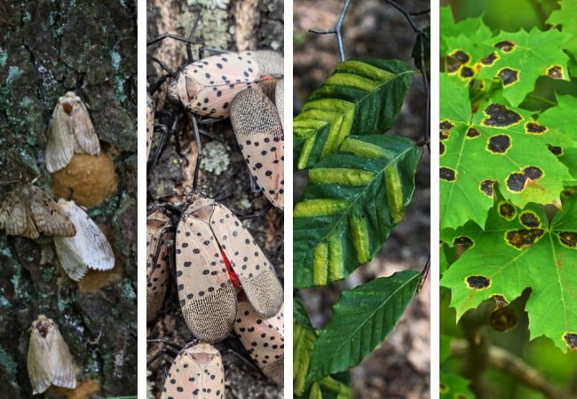 A four-panel collage showing spongy moths with egg masses, adult spotted lanternflies, beech leaves with disease banding, and maple leaves with anthracnose spotting.