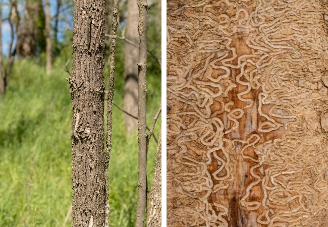 Side-by-side images of an ash tree trunk with woodpecker blonding damage and the serpentine larval galleries left behind by emerald ash borer beneath the bark.