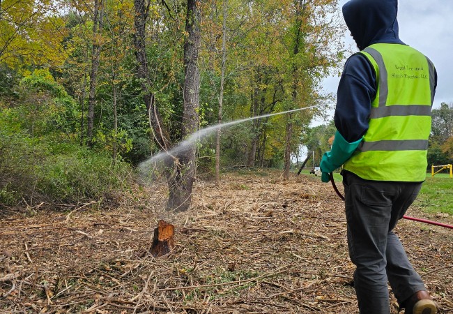 A Regal Tree and Shrub Experts crew member in a high-visibility vest applying a plant health care treatment to a tree on a Massachusetts property.