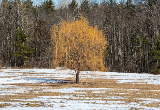 A solitary weeping willow tree in a snow-covered Massachusetts field showing clear winter branch structure.
