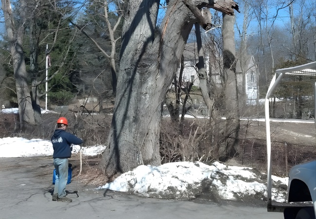 A Regal Tree arborist assessing a severely damaged tree with major trunk splitting and structural compromise in winter.