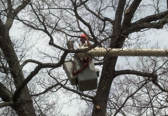 A professional arborist wearing safety gear working from a white bucket truck to prune bare tree branches during winter tree care operations.