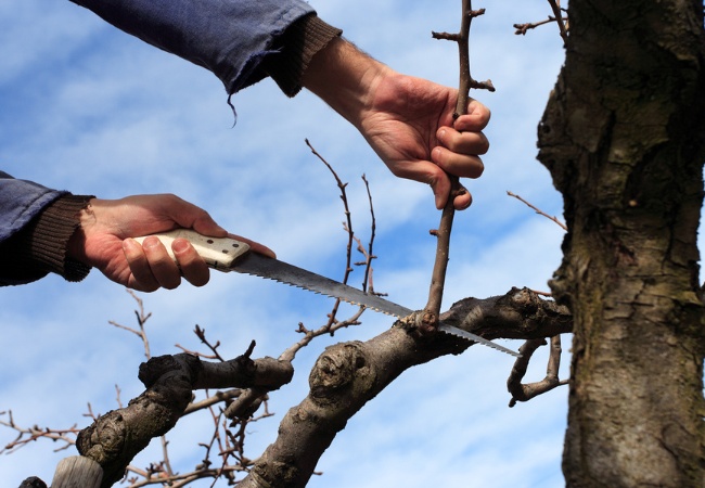An arborist's hands using a pruning handsaw to make a precise cut on a tree branch against a blue sky background.