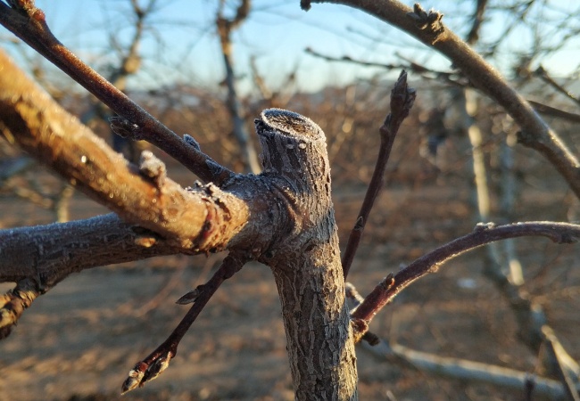 A close-up view of a freshly cut tree branch showing the clean pruning cut made during the dormant season, with surrounding bare branches visible in soft winter light.