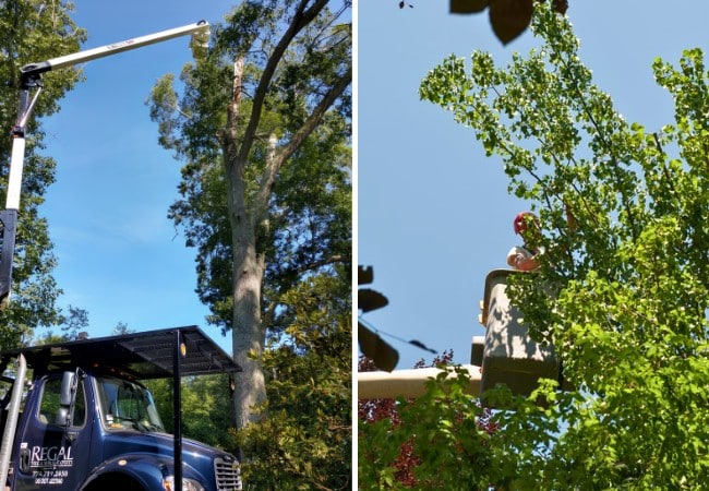 Regal Tree & Shrub Experts crane truck positioned next to a tall tree for structural pruning (left) and an arborist performing crown reduction from a bucket truck (right).