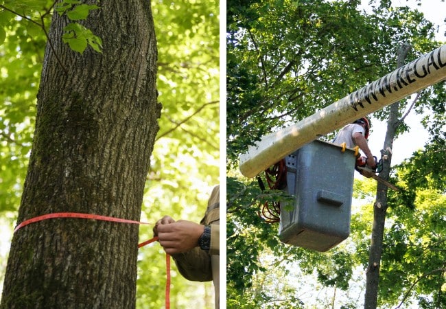 Arborist measuring a tree trunk during a risk assessment (left) and a Regal Tree crew member pruning branches from a bucket truck (right).