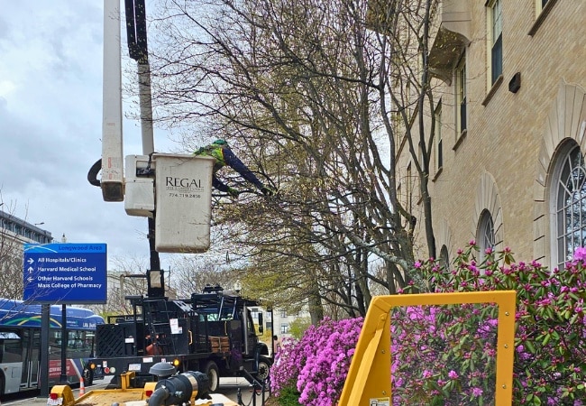 An arborist wearing safety gear and bright clothing working in a bare tree canopy during early spring with buildings visible in the background.
