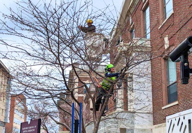 A Regal Tree arborist in a bucket truck pruning a bare deciduous tree in early spring with flowering azaleas blooming below near a city street.
