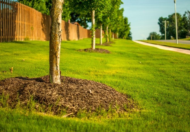 A row of young trees with fresh mulch rings planted along a roadside near a wooden fence with green grass in the background.
