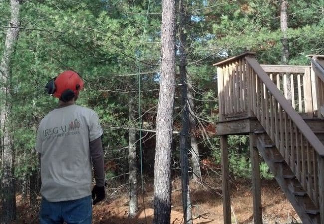 Regal Tree & Shrub Experts crew member assessing a stand of pines next to a residential deck.