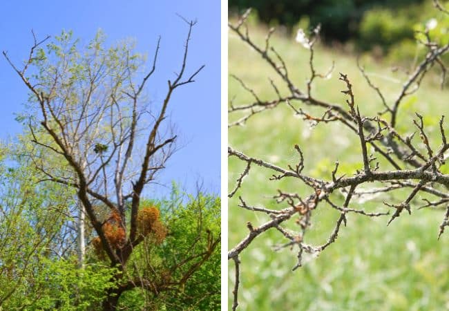 Comparison of a tree with extensive crown dieback alongside a close-up of dead lichen-covered branches.