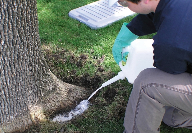 A professional arborist applying plant growth regulators to a tree using proper equipment and protective gear for safe and effective treatment.