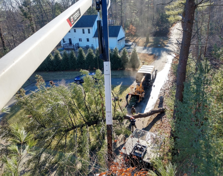 Regal tree crane doing a tree removal.