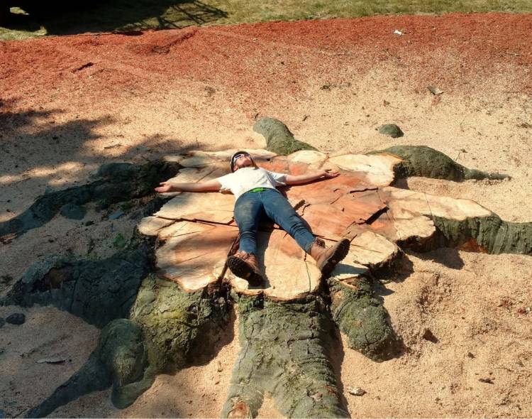 An arborist of Regal Tree and Shrub Experts lying down on a huge tree stump.