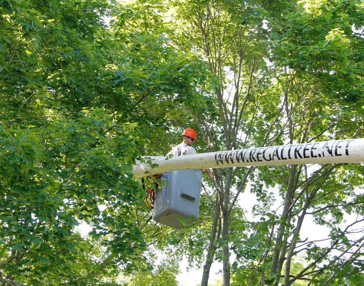 An arborist from Regal Tree and Shrub Experts lifted by a bucket truck for tree pruning.