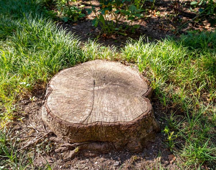 A small tree stump in somebody's yard.