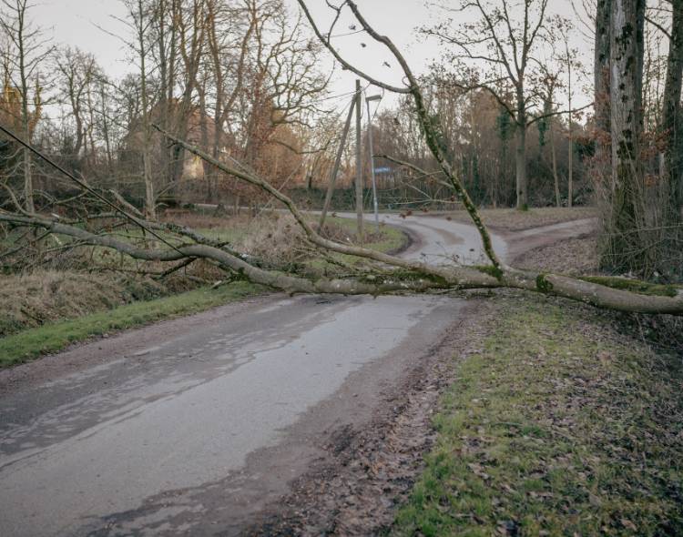 A fallen tree blocking the road.