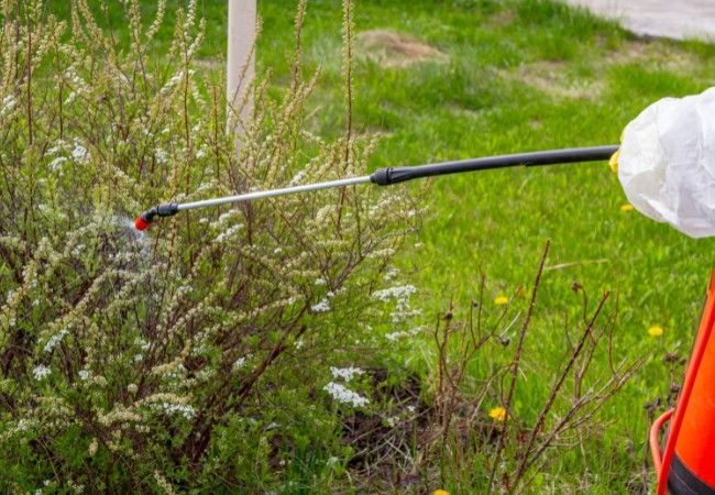 A gloved applicator mists a flowering shrub with a wand sprayer along a grassy yard edge.