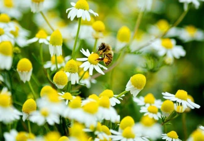 A honeybee forages on white-and-yellow chamomile flowers in a sunny garden.