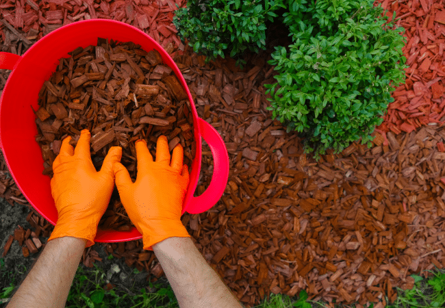 Mulch and water both need to go down before the ground freezes, so fall tree care has a limited window. Arborist spreading wood chip mulch in a wide ring around the base of a tree, keeping the chips clear of the trunk.