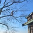 A member of the Regal Tree team pruning a tree at the Norton Reservoir in Southeast Massachusetts.