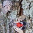 Spotted lantern fly with dots on its wings and red tinged underneath spreading on tree trunks.