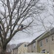 A member of the Regal Tree team pruning a tree while climbing in it in Easton, MA