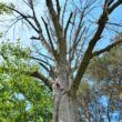 Ash tree showing crown dieback and branch mortality from emerald ash borer damage in South Easton area.