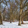 A winter landscape of dormant tree in the snow on a property near Massachusetts