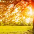 A mature oak tree in a Bristol County residential yard with the sun shining behind its leaves that are showing fall colors.