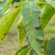 Tree leaves showing anthracnose symptoms with dark spots and browning edges, demonstrating the importance of early disease detection in Norfolk County, Massachusetts.