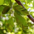 A beech tree showing the signs of beech leaf disease in Sherborn, MA.