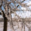 Tree branches covered in ice in a field in Mansfield, MA.