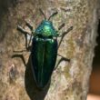 Close-up of a metallic green emerald ash borer beetle on the bark of an ash tree.