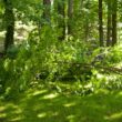 Storm-damaged oak branches down in a residential backyard in southeastern Massachusetts following a summer storm.
