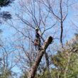 An arborist using a chainsaw to cut sections from a dead tree while secured with climbing ropes among other pine trees in the background.