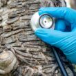 Gloved hand holding a stethoscope against tree bark to check internal tree health.