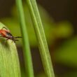 A deer tick waits on a blade of grass at the shaded edge of a yard.