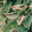 Close-up of green tree leaves wilting, curling, and browning at the edges from stress or leaf scorch due to summer drought.