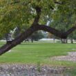 Mature tree with a trunk leaning sharply to the right before curving upward, growing beside an open grassy area.