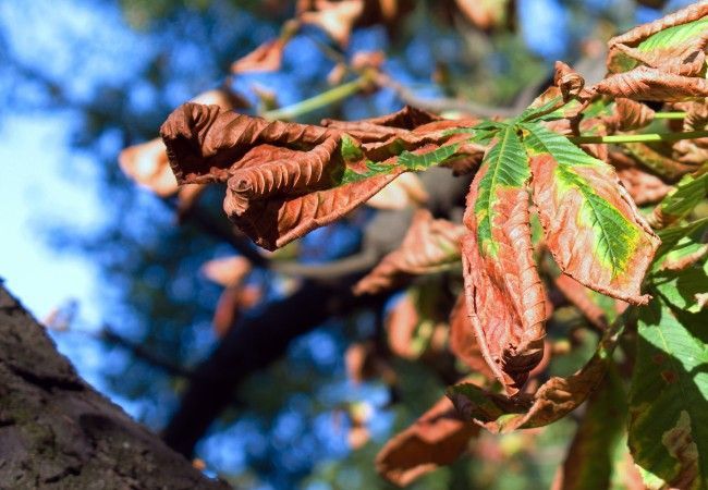Browning, curling leaves against the sky, showing heat stress in a tree's canopy.