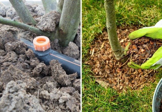 Left, a drip irrigation line watering a tree's base; right, gloved hands spreading wood-chip mulch around a trunk.