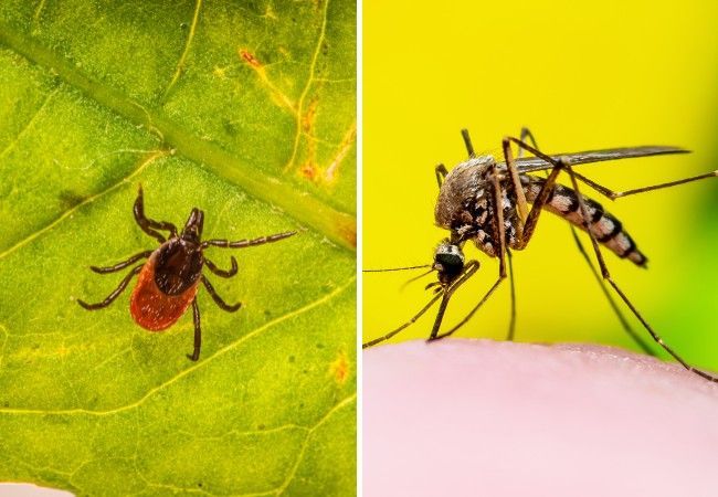 Side-by-side close-ups of a deer tick on a leaf and a mosquito biting bare skin.
