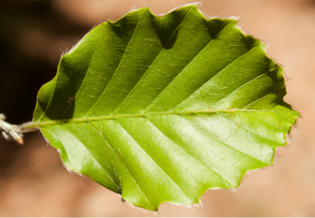 Beech leaf disease is easiest to spot from below, with light coming through the leaves. Underside of beech leaves showing dark green bands between the veins, a sign of beech leaf disease.